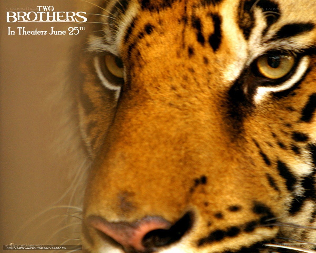 tiger close-up movie poster