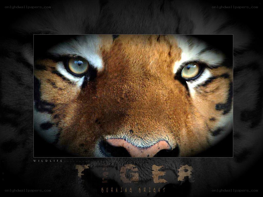 tiger close-up with intense gaze