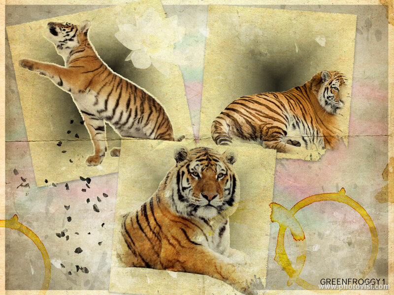 Tiger Collage — Brown