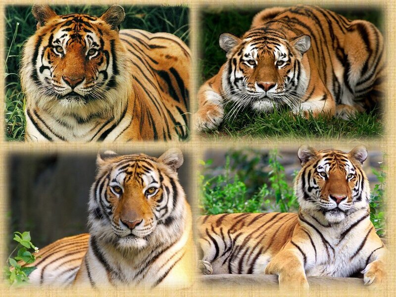 tiger collage images