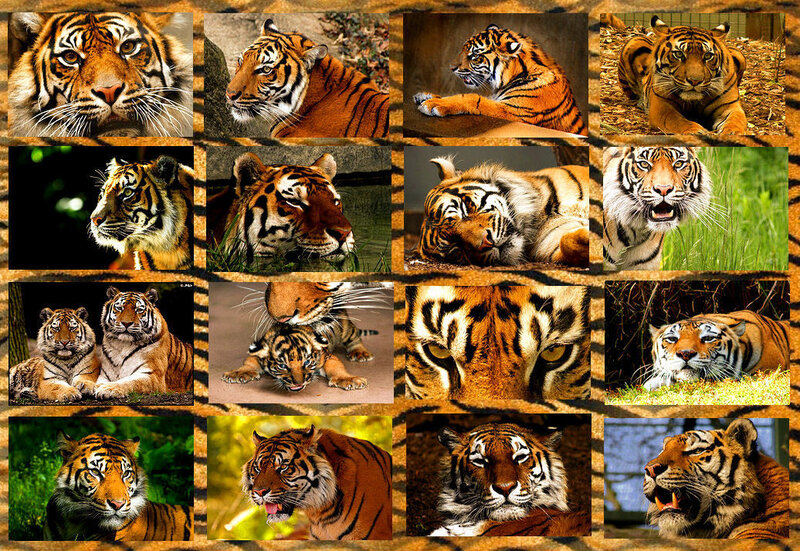 Tiger Collage — Orange, Natural