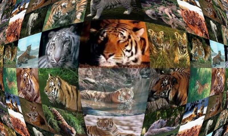 Tiger Collage — Orange