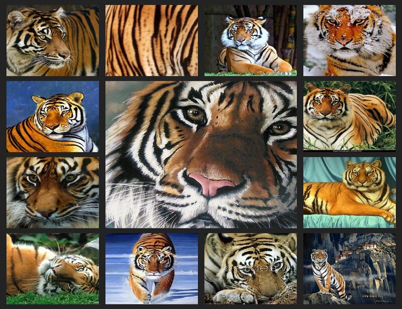Tiger Collage