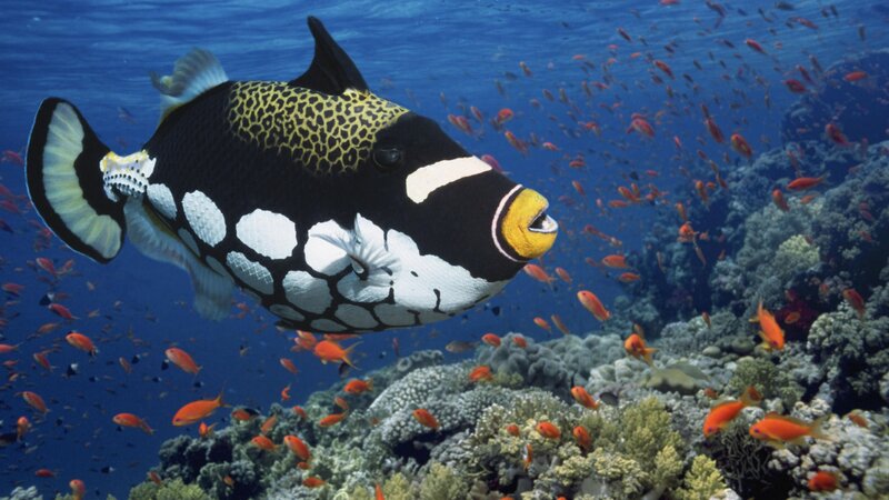 tiger cowfish in coral reef