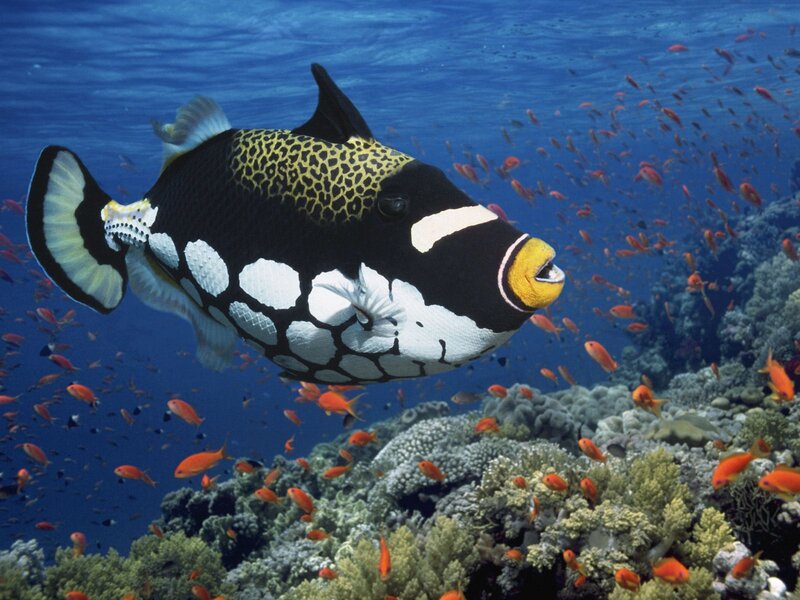 tiger cowfish in coral reef