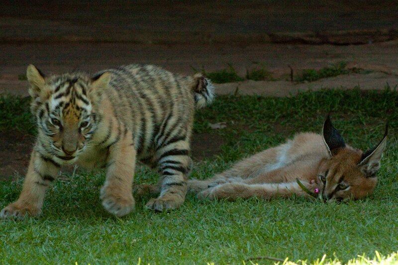 tiger cub and caracal on grass