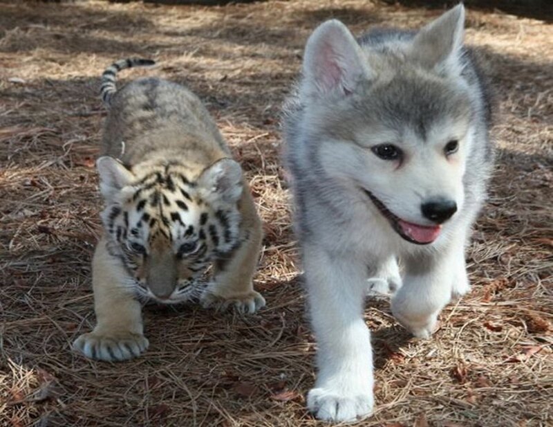 Tiger Cub and Husky Puppy
