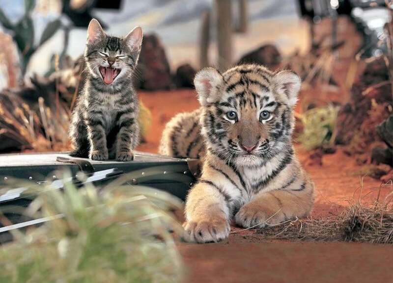 Tiger Cub and Kitten — Brown