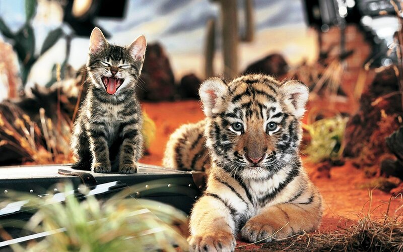 Tiger Cub and Kitten — Orange