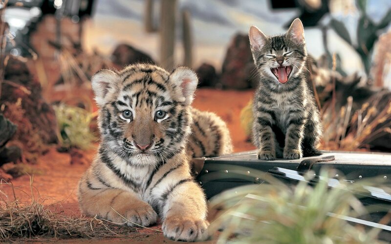 Tiger Cub and Kitten — Photograph