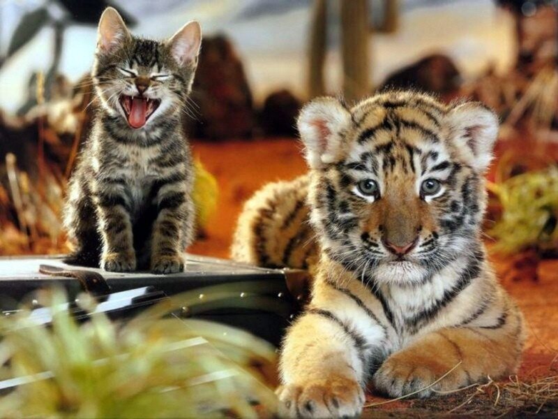 Tiger Cub and Kitten