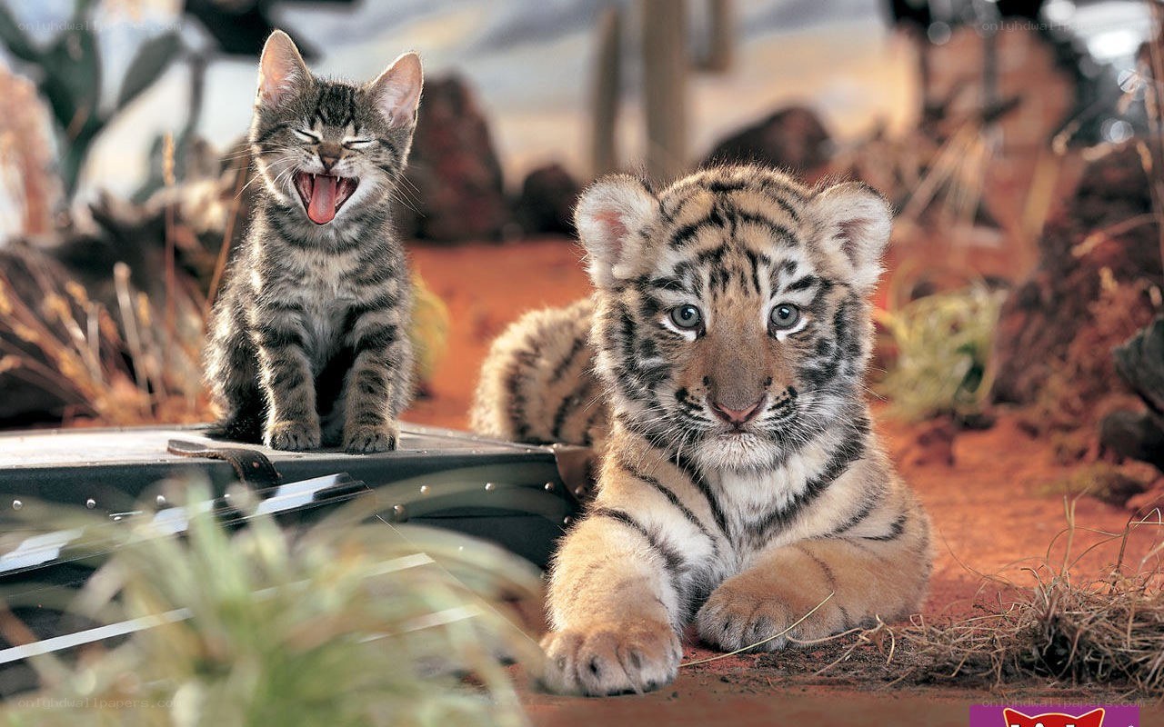 tiger cub and kitten together