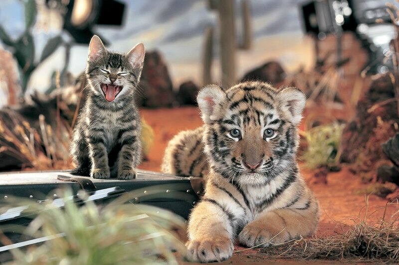tiger cub and kitten together