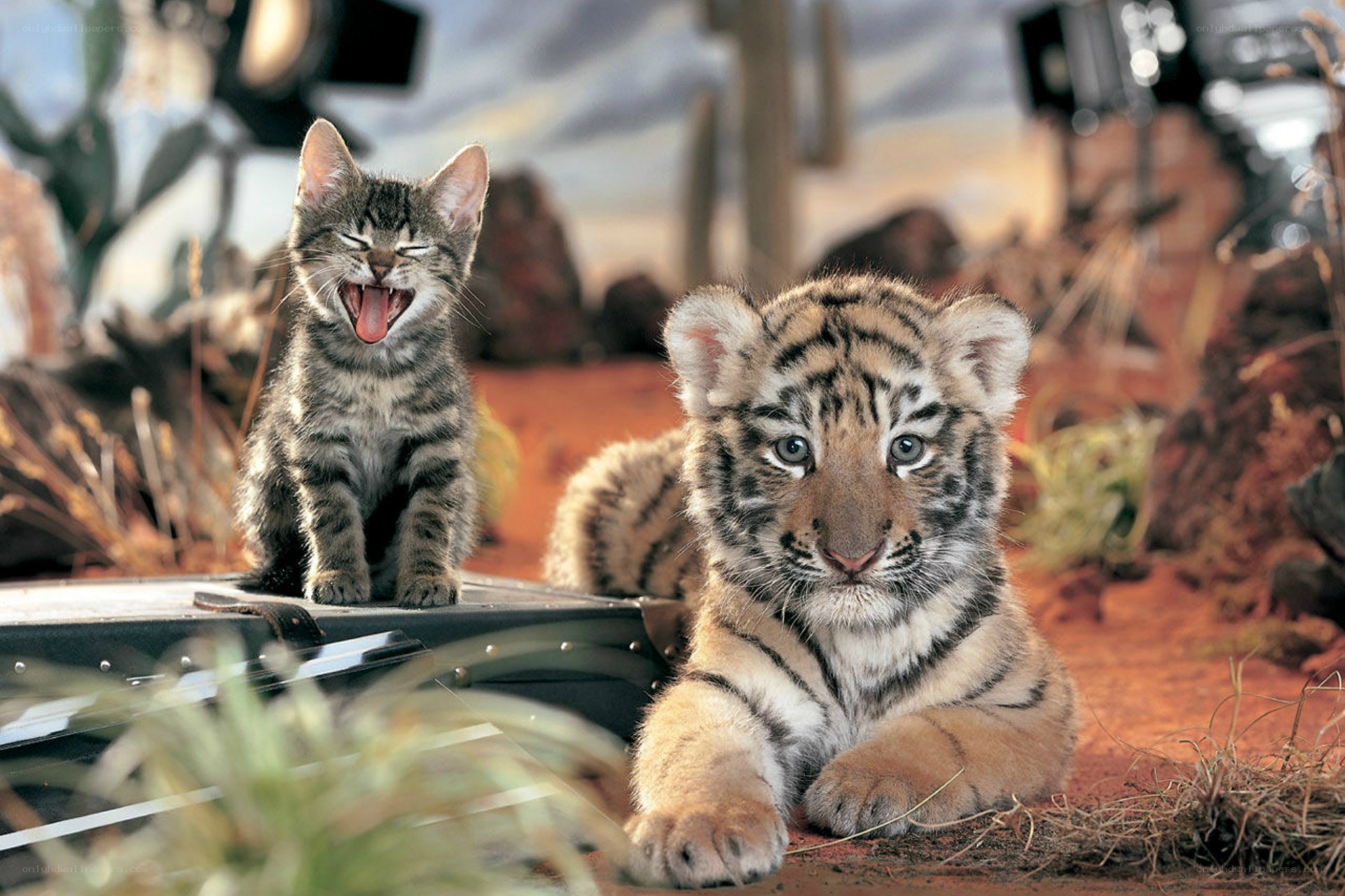 tiger cub and kitten together