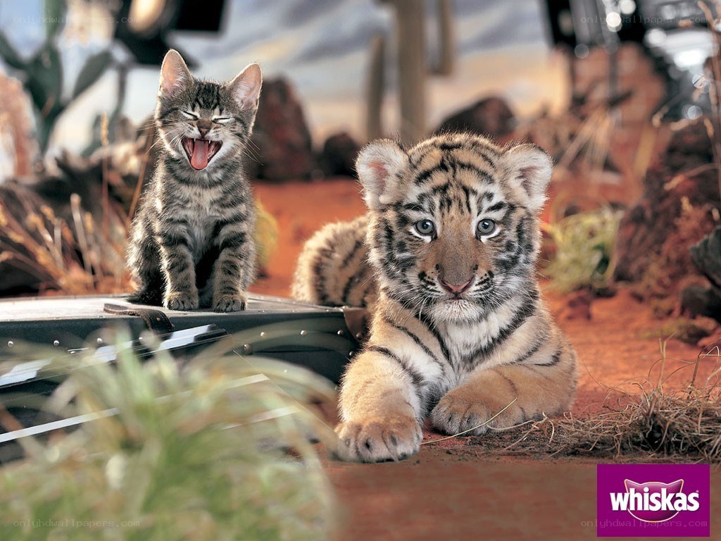 tiger cub and kitten together