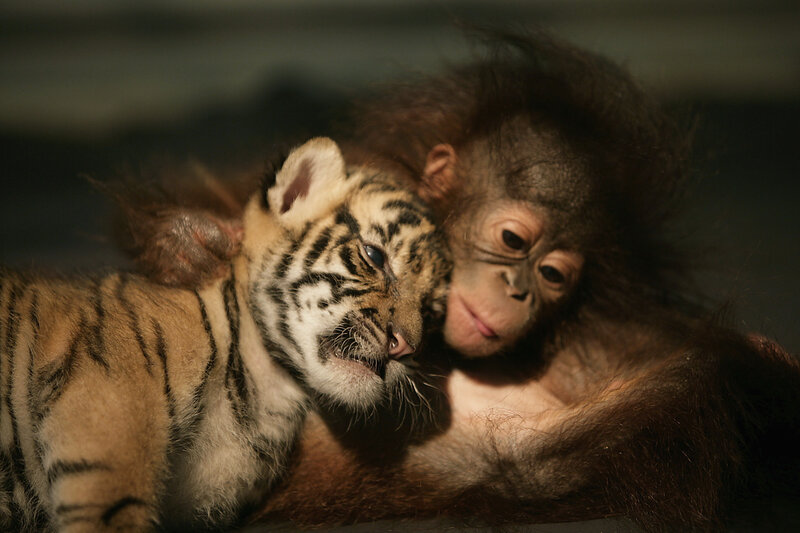 Tiger Cub and Monkey — Brown
