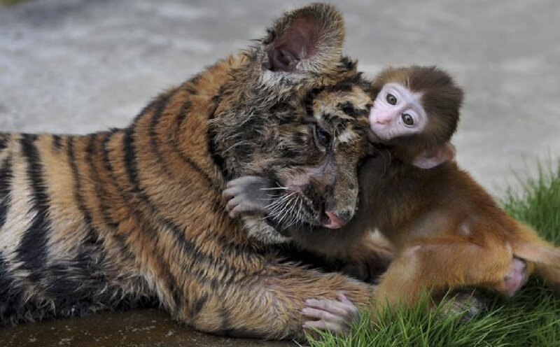 Tiger Cub and Monkey