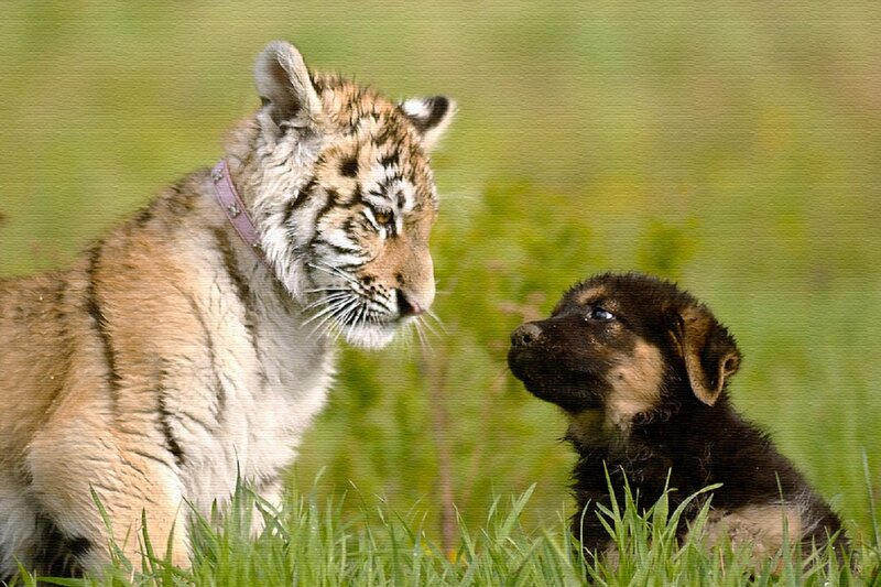 Tiger Cub and Puppy
