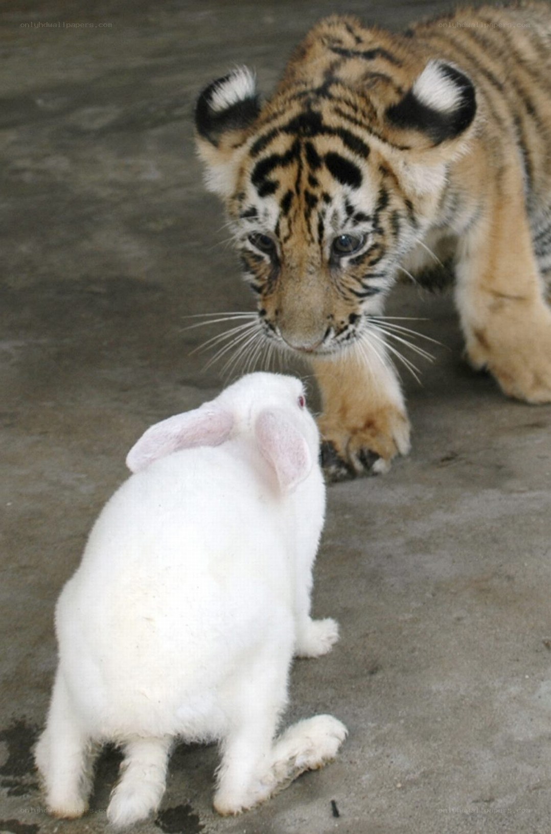tiger cub and rabbit interaction