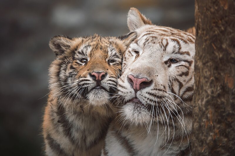Tiger Cub and White Tiger
