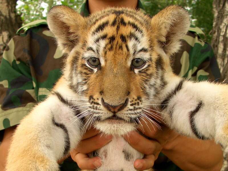 tiger cub being held