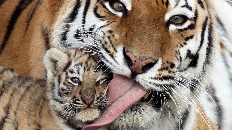 Tiger Cub Being Licked