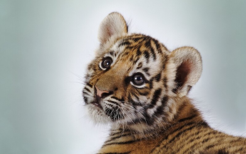 Tiger Cub — Brown, Calm, Photograph, Stripes