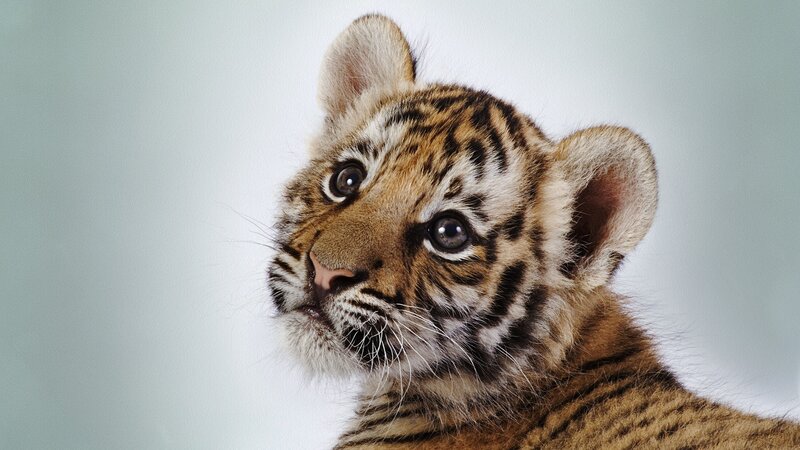 Tiger Cub — Brown, Calm, Photograph