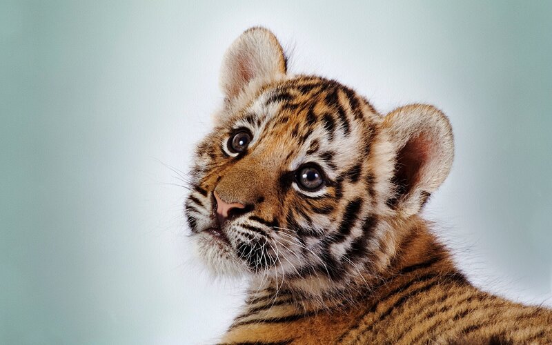 Tiger Cub — Brown