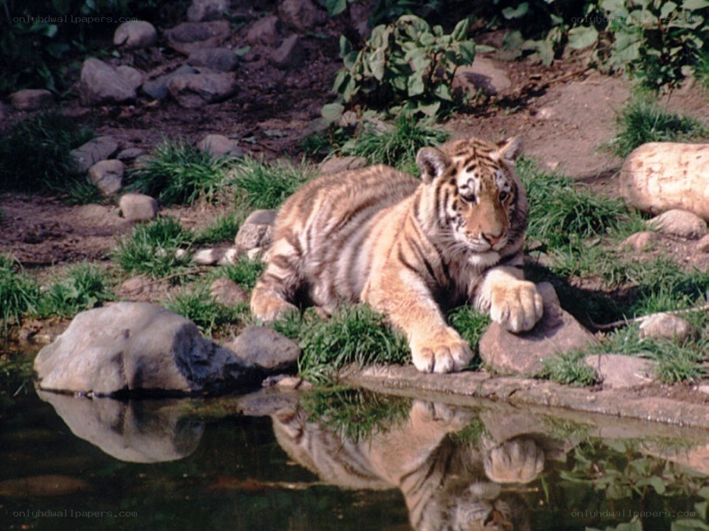 tiger cub by the water