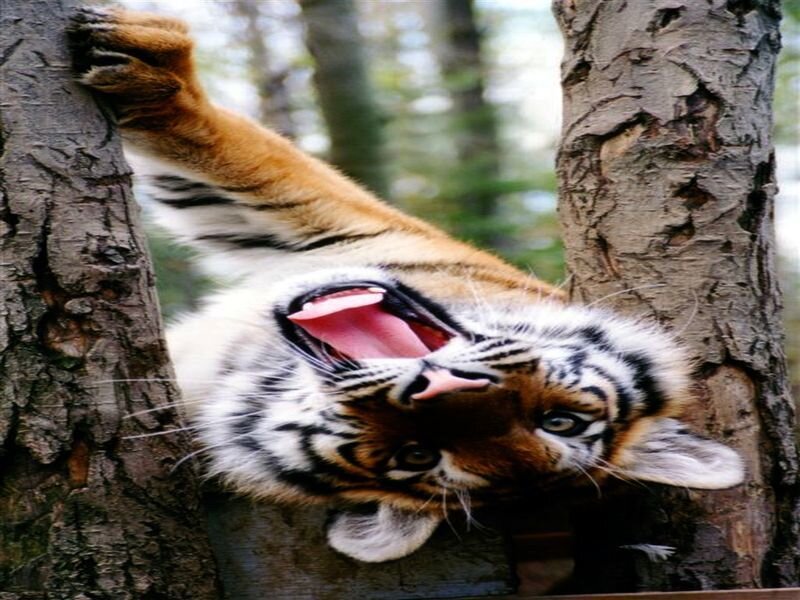 Tiger Cub Climbing Tree