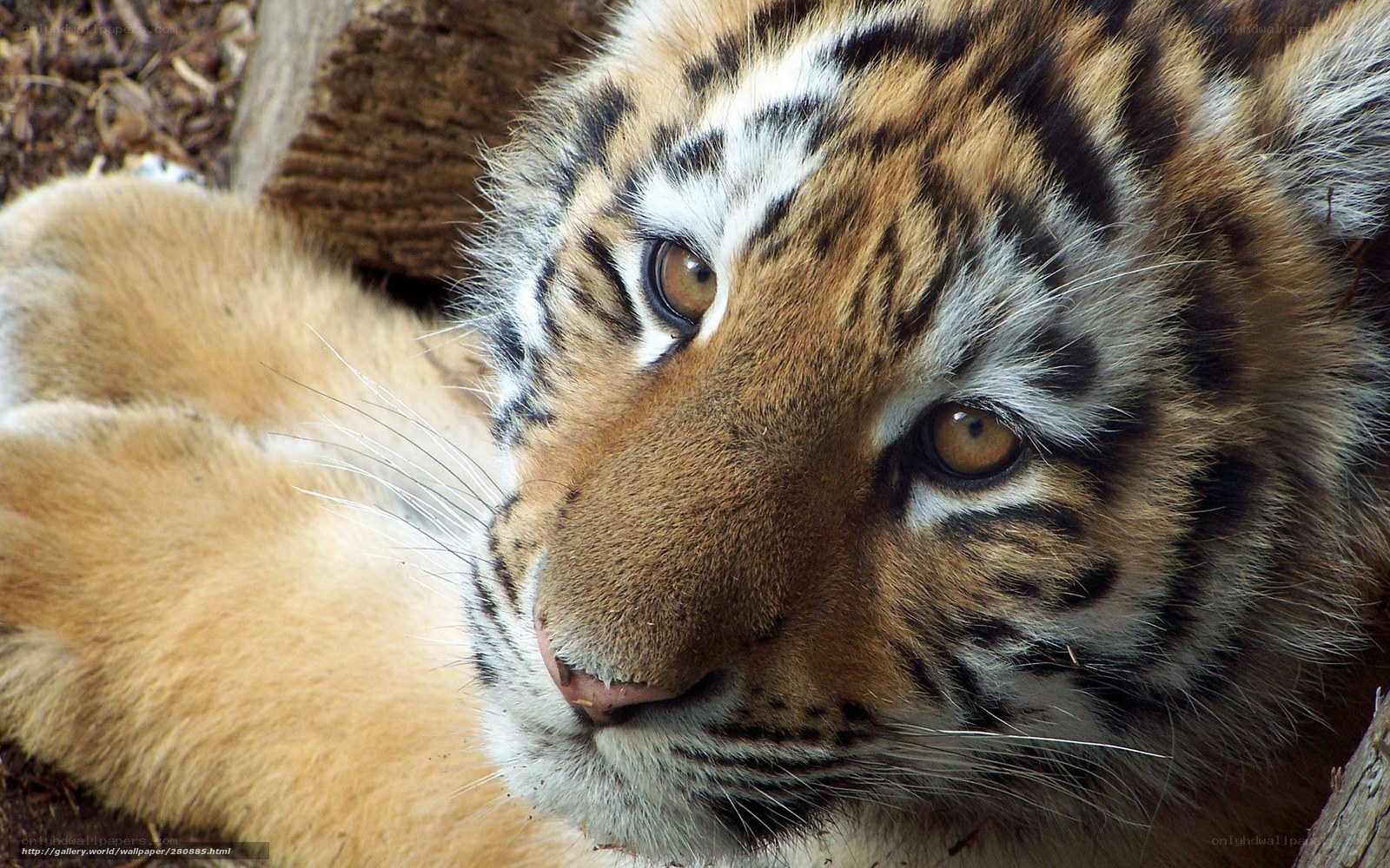 tiger cub close-up