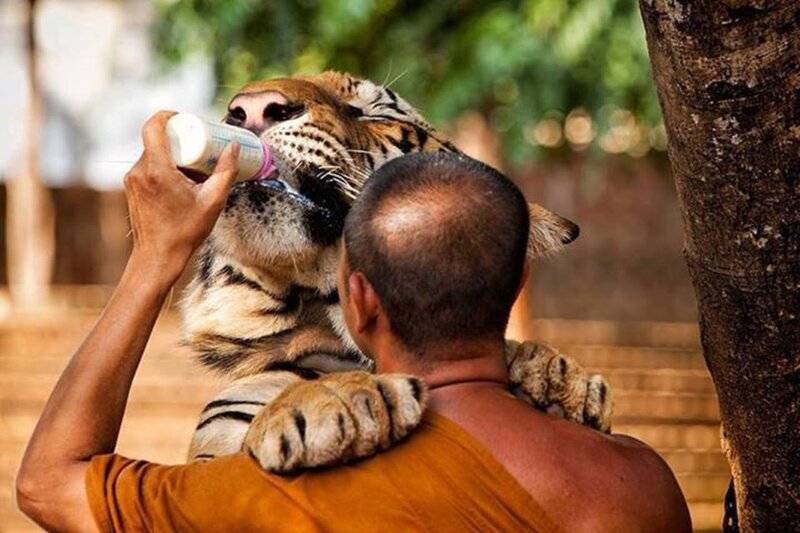 Tiger Cub Drinking Milk