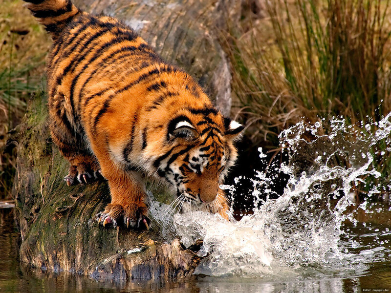 Tiger Cub Drinking Water — Orange, Active