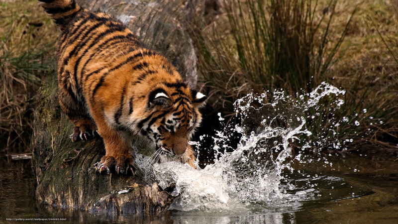 Tiger Cub Drinking Water — Orange, Natural
