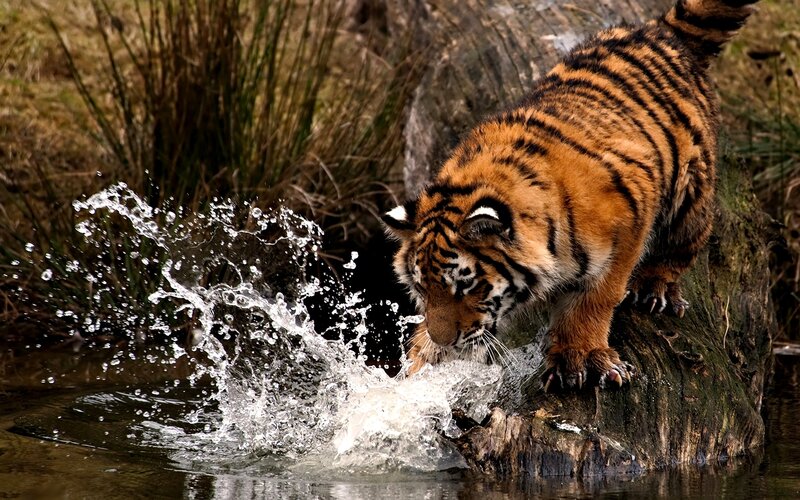 Tiger Cub Drinking Water — Orange