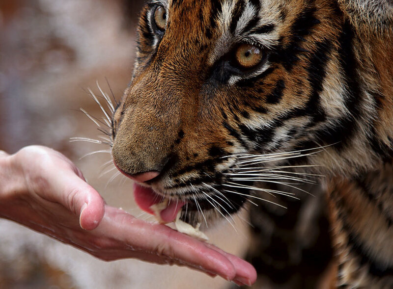 tiger cub eating from hand
