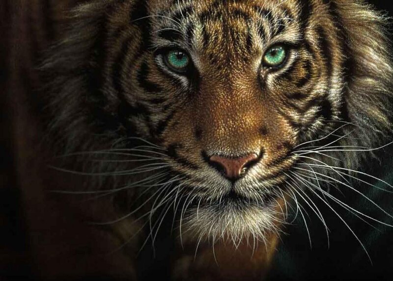 Tiger Cub Face — Brown, Intense