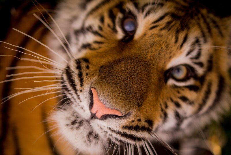 Tiger Cub Face — Orange, Intense, Photograph