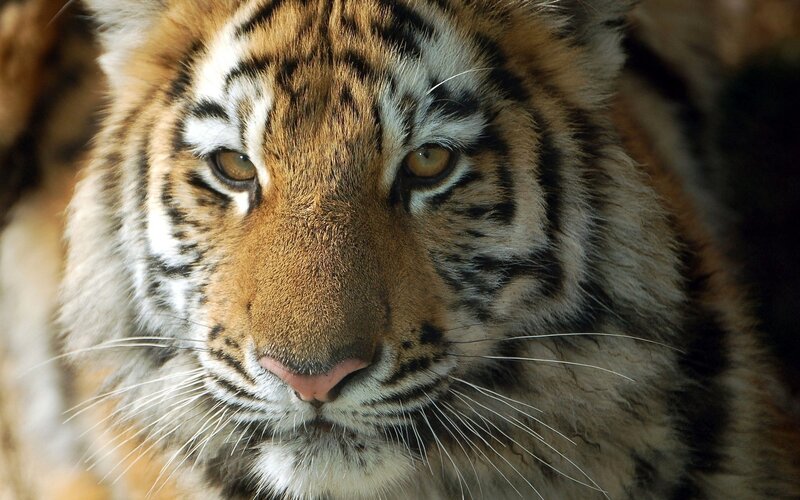 Tiger Cub Face — Orange, Intense