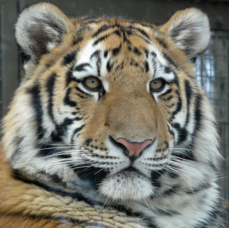 Tiger Cub Face — Orange