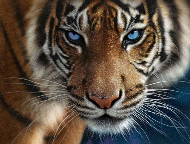 Tiger Cub Face