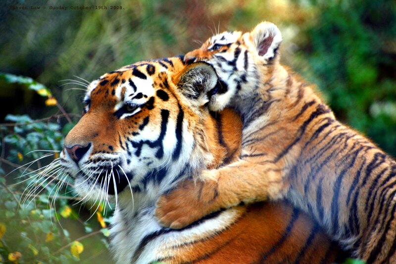 Tiger Cub Hugging Adult — Orange, Calm