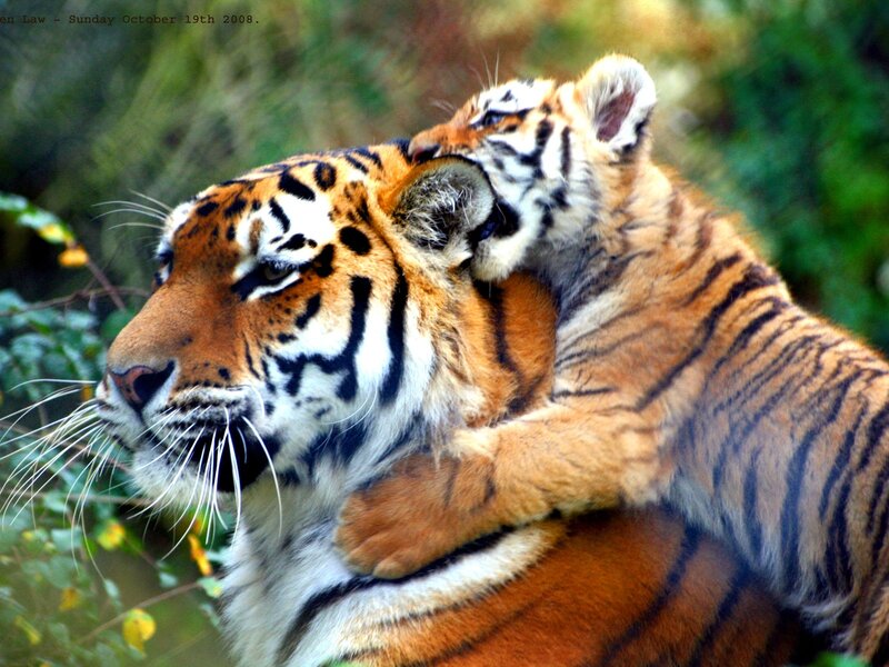Tiger Cub Hugging Adult — Orange