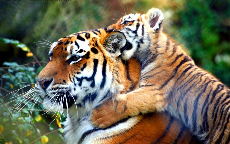 Tiger Cub Hugging Adult