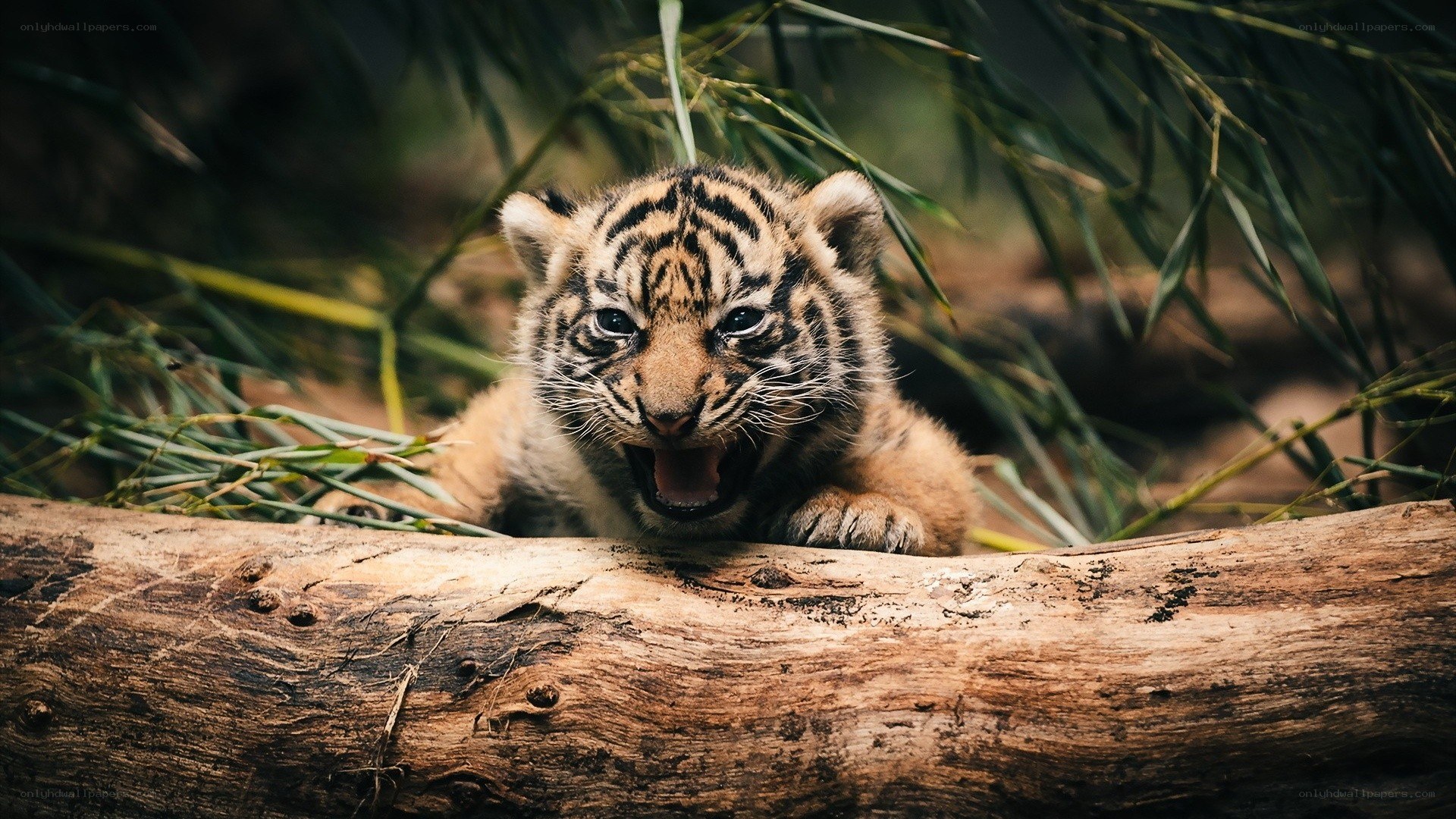 tiger cub in bamboo