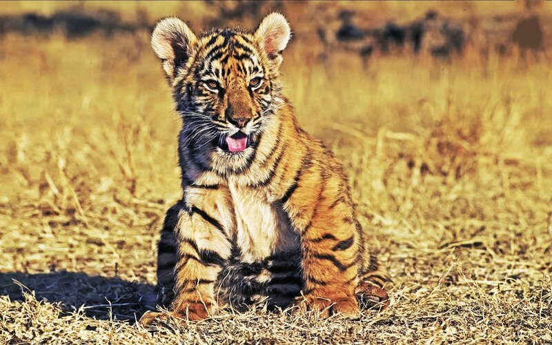 tiger cub in dry grass