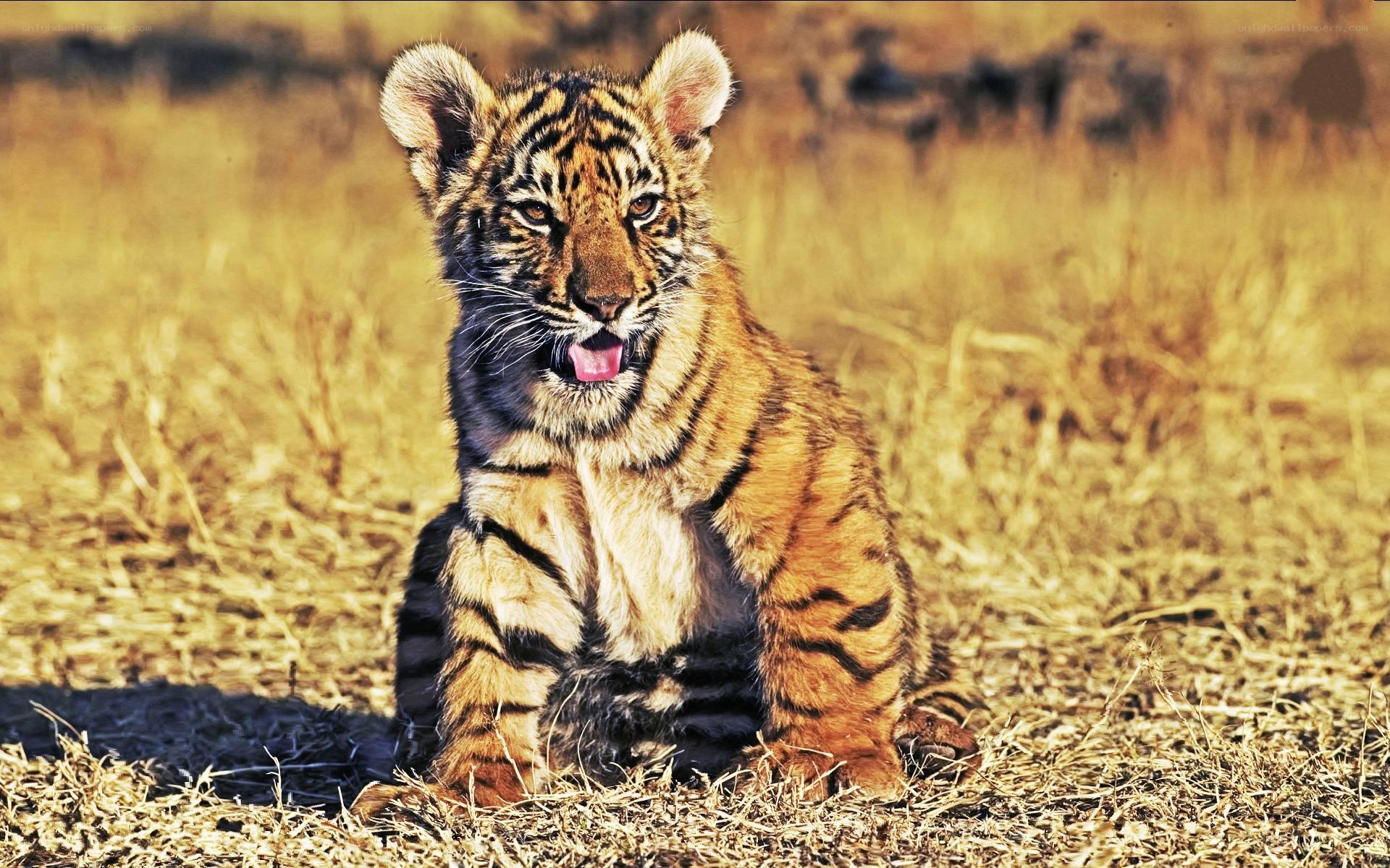 tiger cub in dry grass