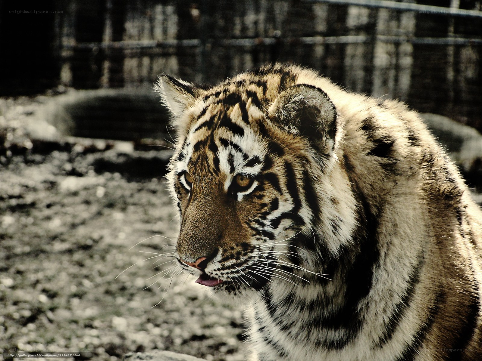 tiger cub in enclosure