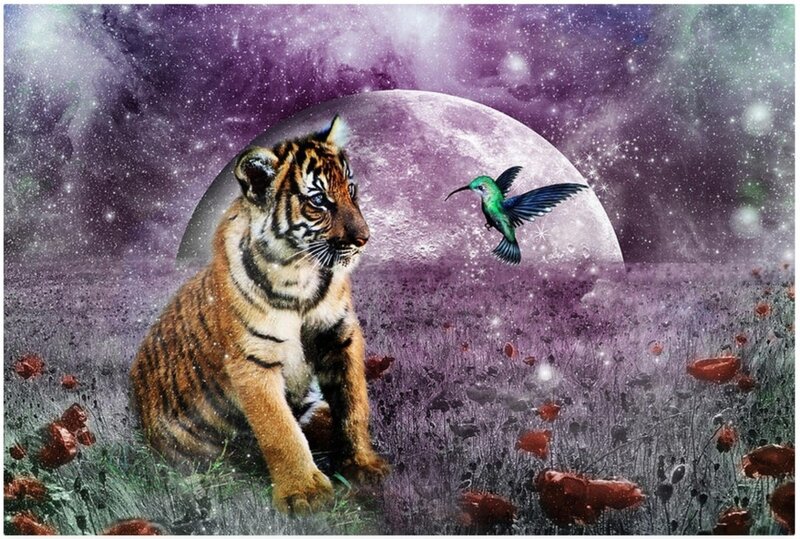 Tiger Cub in Field